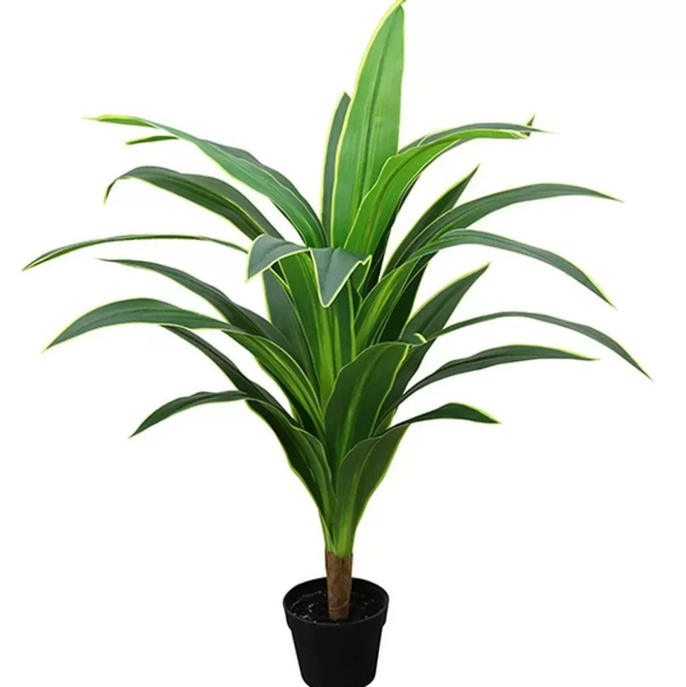 RETIF Dracena Im Topf H 110 Cm