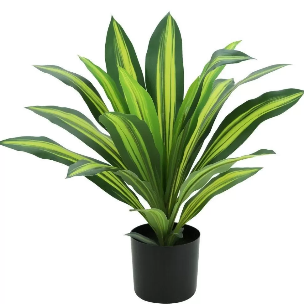 RETIF Dracena Im Topf H 50 Cm