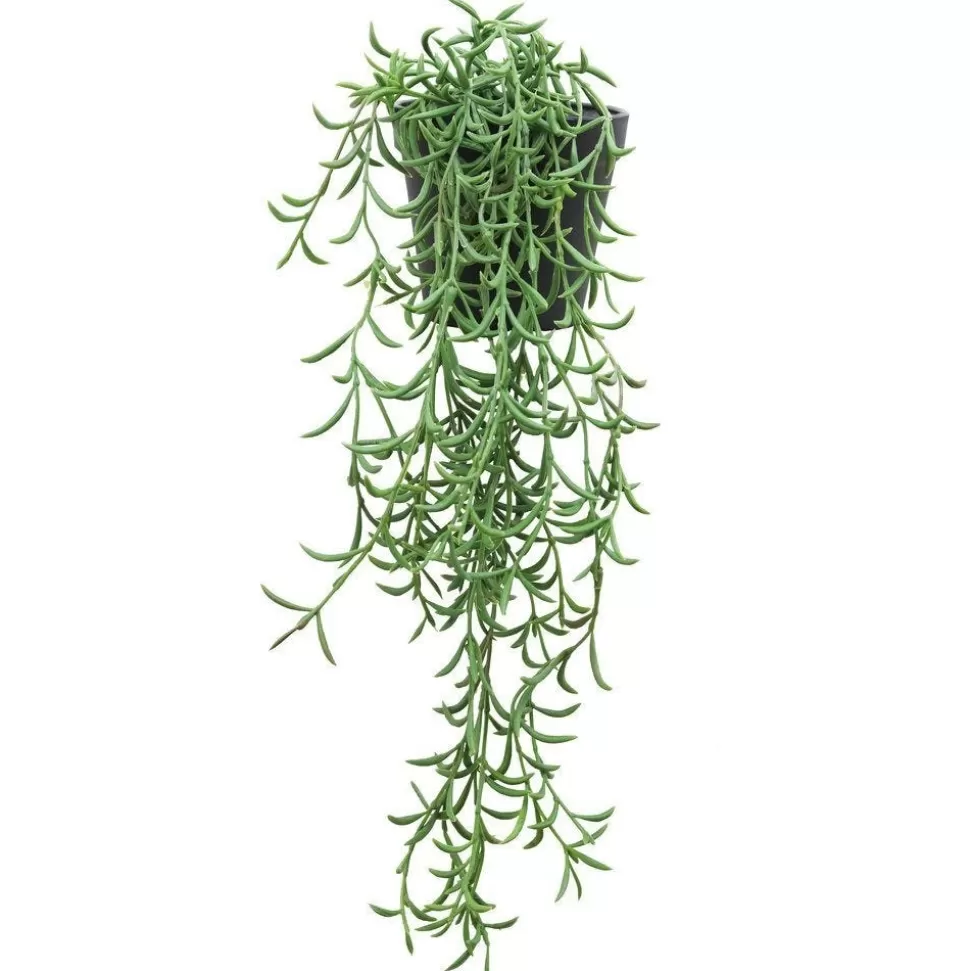 RETIF Hangende Sukkulente Rhipsalis Cassutha Im Topf H 50/60 Cm