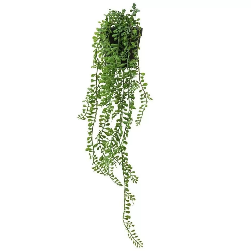 RETIF Hangende Sukkulente Senecio Herreanus Im Topf H 50/60 Cm