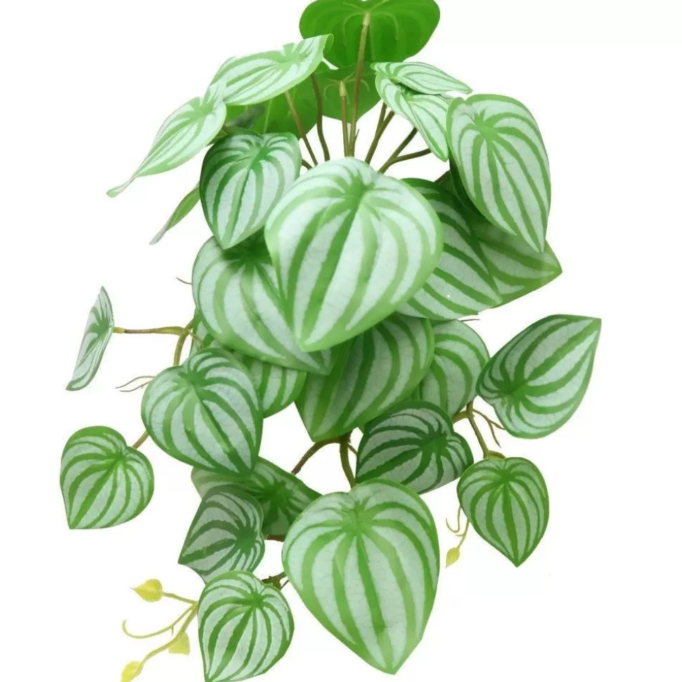 RETIF Laubfall Der Peperomia – H Xxx Cm